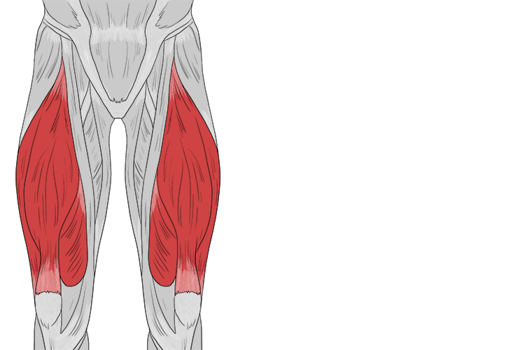  A large muscle group positioned on the front of the thigh